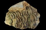 Fossil Calymene Trilobite Nodule - Morocco #106623-2